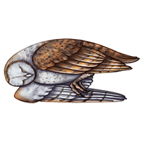 Carcass: Barn Owl