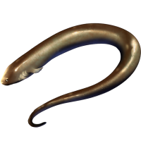 Swamp Eel
