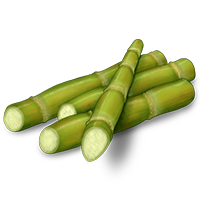 Sugar Cane