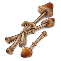 Conocybe Filaris